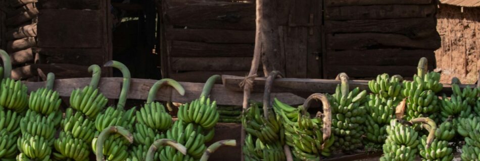 zanzibar-tours-experiences